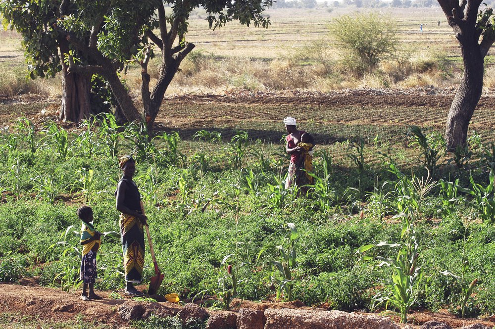 A vegetable field in Koupela, Burkina Faso.