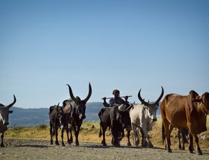 Herd of cattle with large curved horns walking on a dirt path, accompanied by a person holding a stick, under a clear blue sky.