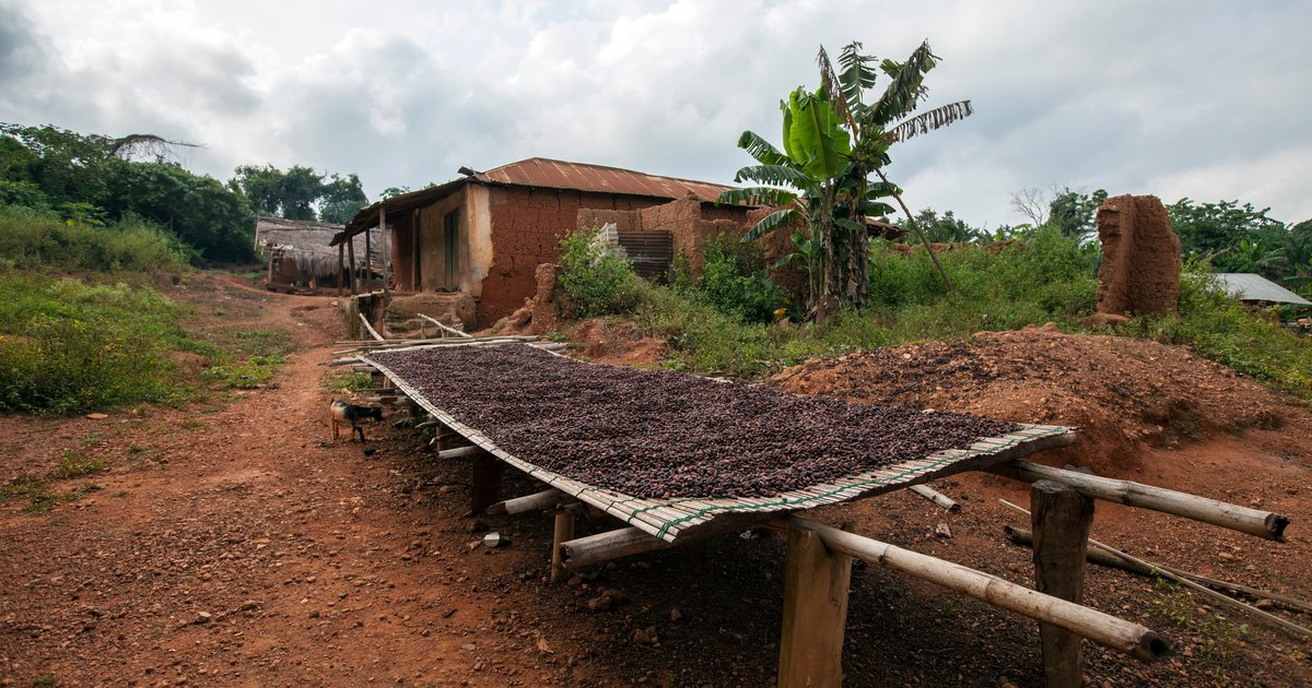Ghana Cocoa Farm