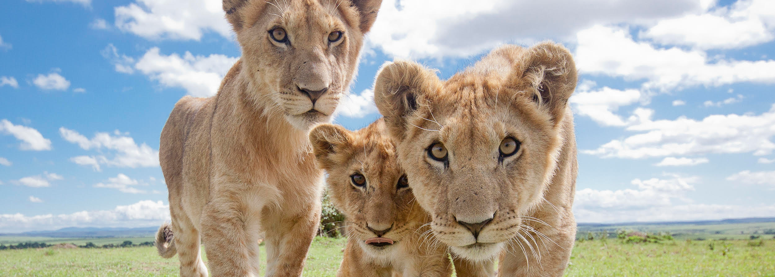 Fellows Central Park Zoo Event.png