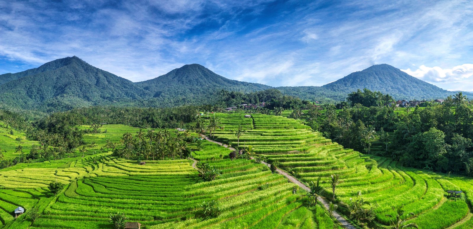 Jatiluwih_rice_terraces