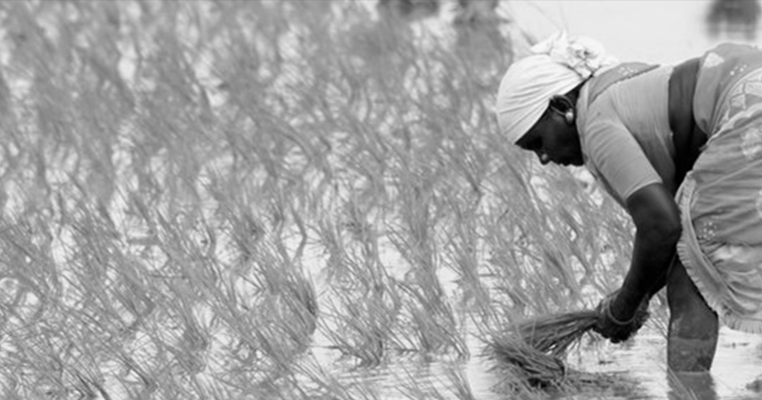 Rice: The Changing Nature of the World's Most Important Food