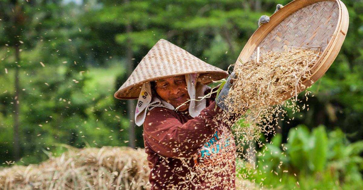 Why rice is the most important food in the world deleciousfood