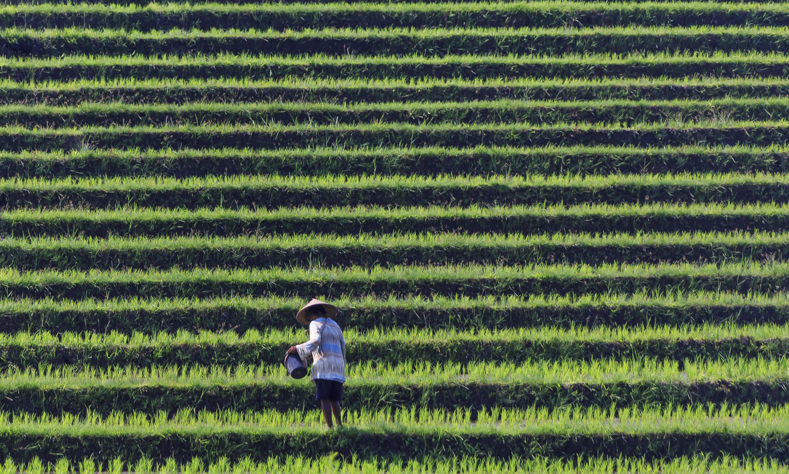 Tabanan-Regency_Indonesia_Rice-paddies-03
