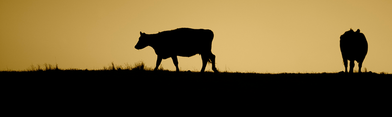eating animals at night