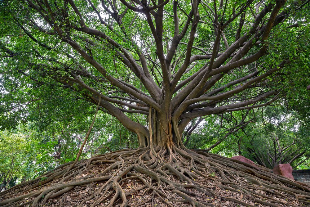 banyan tree