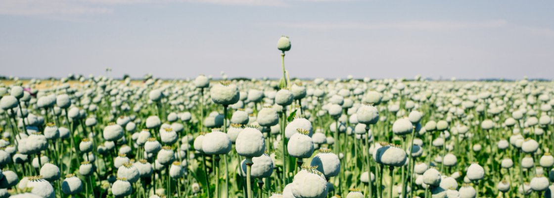 opioid poppy